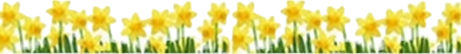 Daffodils