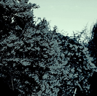 bush