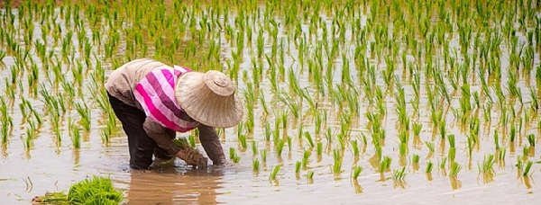 rice field