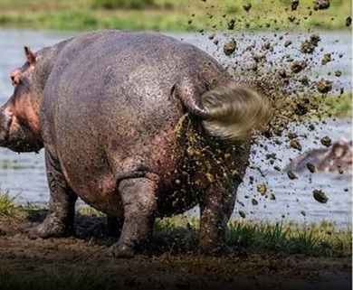 Hippo