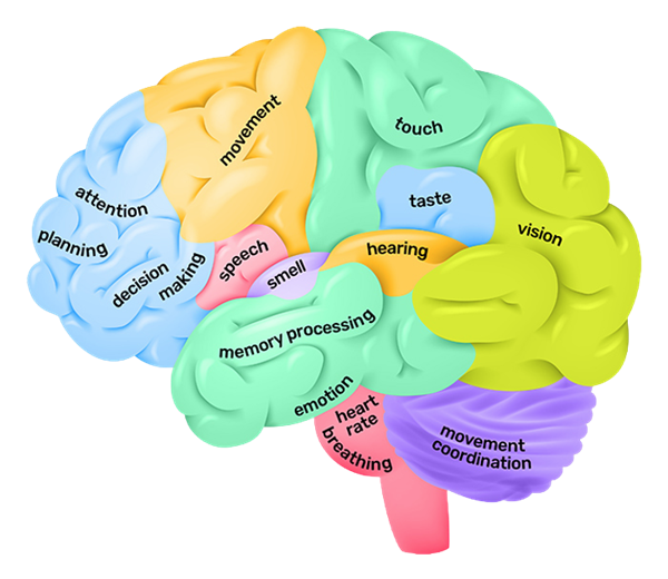 brain