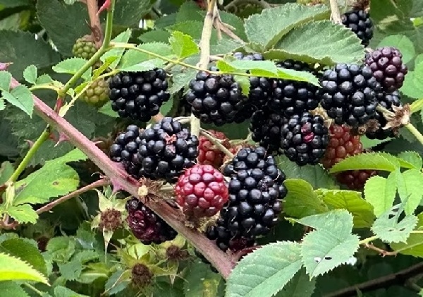 dewberries