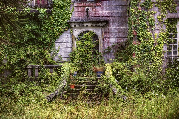 Ivy