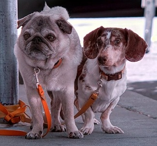 Dogs