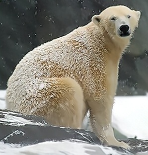 polar bear